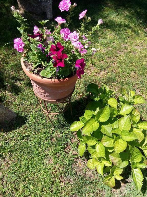 Bed And Breakfast Li Paduli Alvi Cannigione Luaran gambar