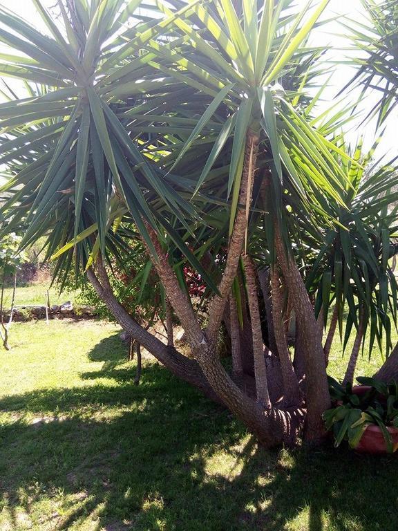 Bed And Breakfast Li Paduli Alvi Cannigione Luaran gambar